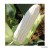 Hvid majs "White Lady sweet"