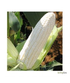 Hvid majs "White Lady sweet"