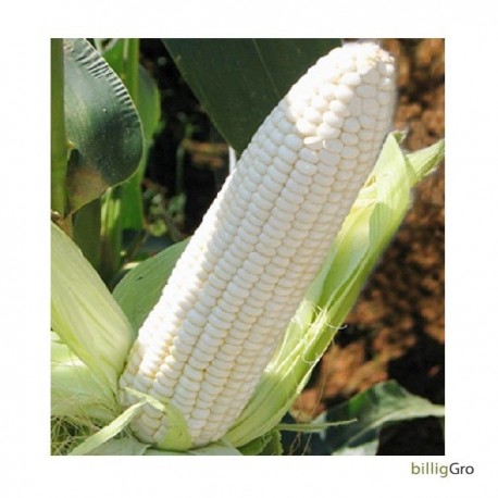Hvid majs "White Lady sweet"