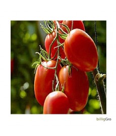 "Rio Grande" Lille blommetomat frø tomatfrø