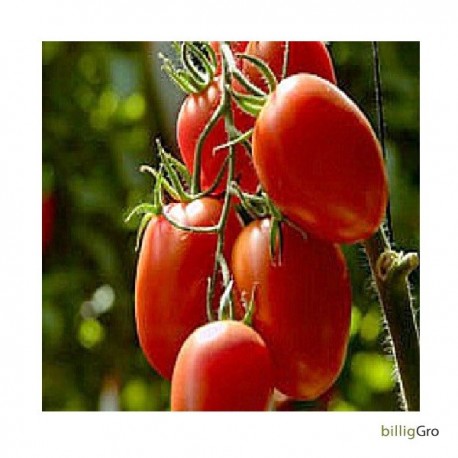 "Rio Grande" Lille blommetomat frø tomatfrø