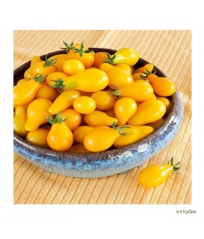 "Yellow Pear/ Cherry Bell" (Cherry tomat
