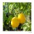 "Lemon Plum" (Almindelig tomat)