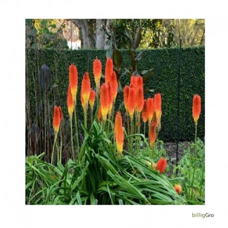 RED HOT POKER - TORCH LILY x