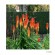 RED HOT POKER - TORCH LILY x