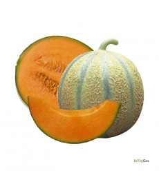 Charentais Melon 