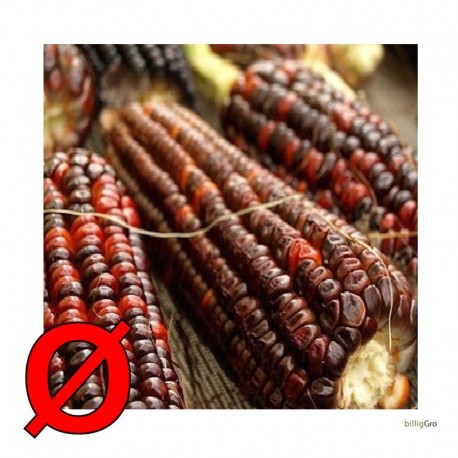 Lys lila majs Heirloom Corn"