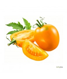 "Sunray" (Almindelig tomat)