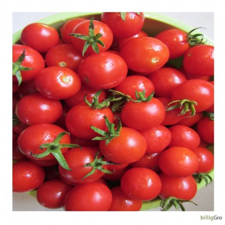 jasmin tomat ” stor rød cocktail tomat 