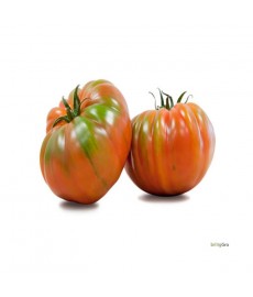 "Raf tomato"Lille Bøf tomat