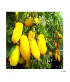 "Banana Legs" (Blomme tomatfrø) 
