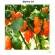 Chili frø "Habanero Orange Plum" Styrke 10