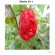 Chili frø "Pot 7 Red"