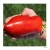 "Follia" Cylender Blomme tomat