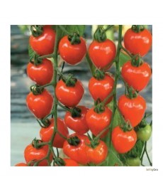 Jordbær tomat "Berry Garden" Cherry-tomat
