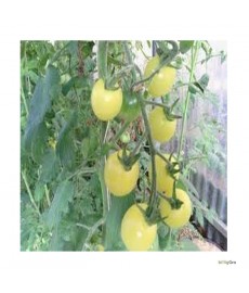 Tomatfrø "White Cherry" Økologisk