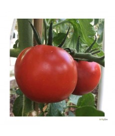 "Thessalloniki" (lille tomat)