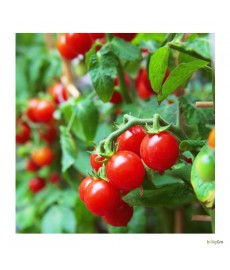 "Red Cherry"  Økologisk