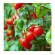 "Red Cherry" Økologisk tomatfrø