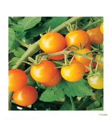 orange paruche tomat økologisk