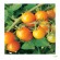 orange paruche tomat økologisk