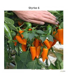 Cayenne Slim orange