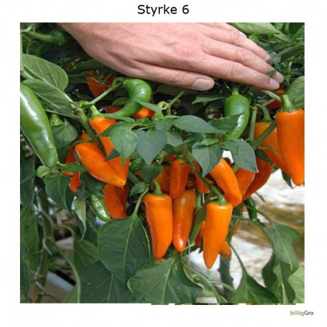 Cayenne Slim orange