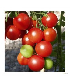 Gemina tomat frø til (normal størrelse) 