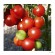 Gemina Økologisk tomat (normal størrelse) 
