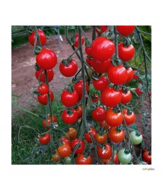 "Dasher" tomatfrø Blommetomat