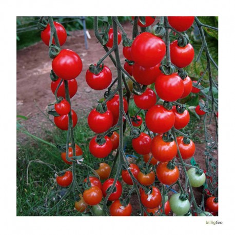 "Dasher" tomatfrø Blommetomat