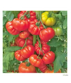 "Belriccio" Økologisk tomat frø