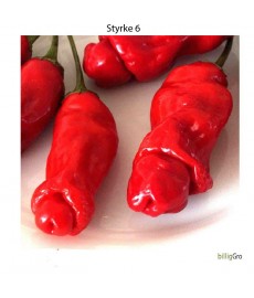 Penis Chili" økologisk chili frø