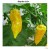 "African Naga yellow" (ghost pepper) 10 Stk. Chilli frø. Meget stærk styrke 10+