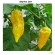 "African Naga yellow" (ghost pepper) 10 Stk. Chilli frø. Meget stærk styrke 10+