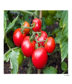 "Bonner best"  almindelig tomat. 10 stk. tomatfrø.