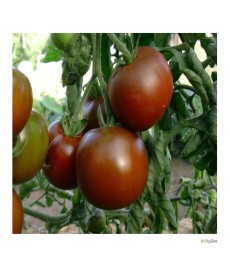 "Black Prince"  Almindelig tomat. 10 stk. tomatfrø.
