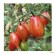 "Chinese Goldfinger"  Blomme tomat. 10 stk. tomat frø.