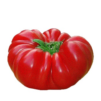 Frø til bøf tomat