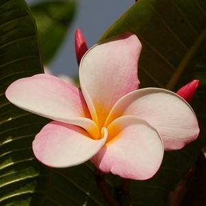 Hawaiiblomst (Plumeria)