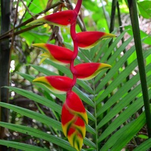 Tropisk planter & blomster